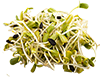 sprouts